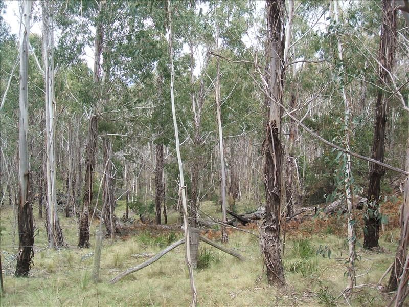 Lot 126  Foggy Forest Road, Anembo NSW 2621, Image 0