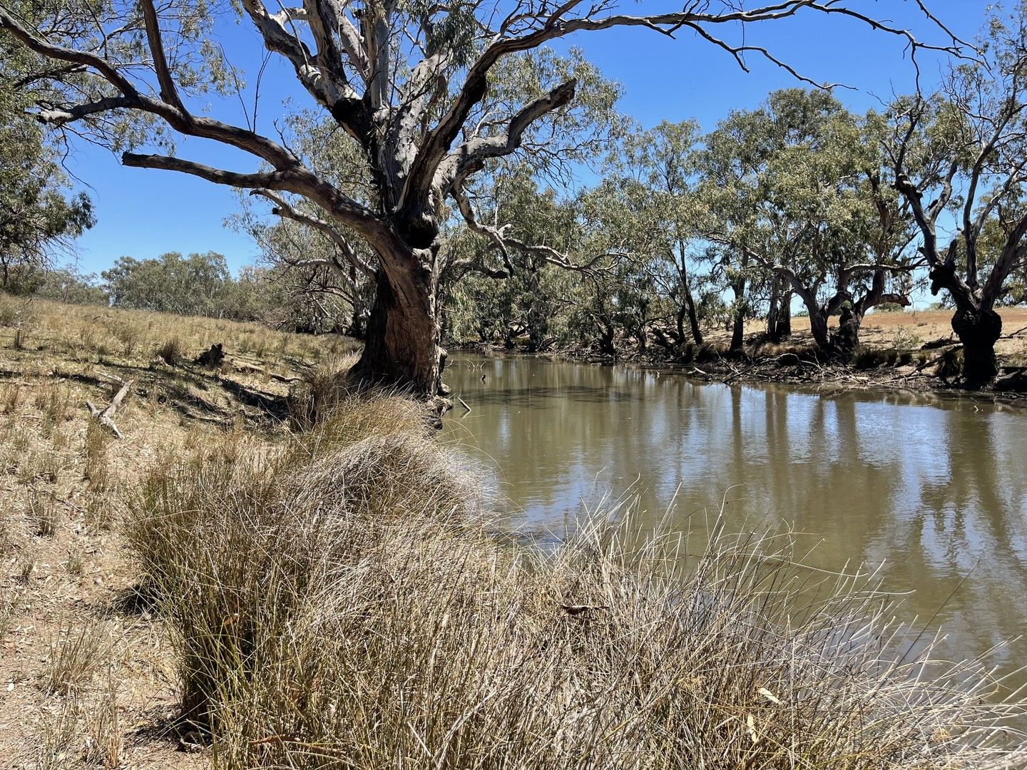 2758 Collie Trangie Road, Trangie NSW 2823 Farm for Sale Domain