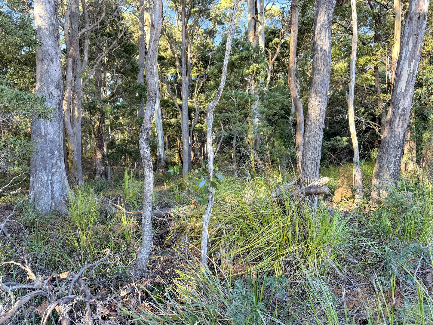 Additional image 11 of 577 Elephant Pass Road, Gray TAS 7215