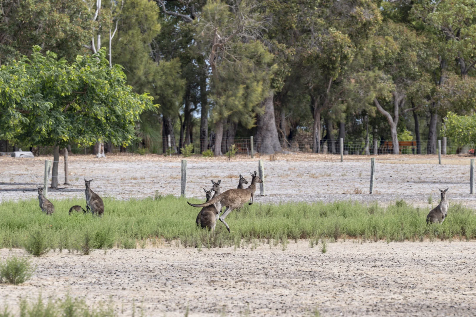 Additional image 33 of 114 Sonning Loop, Yallingup WA 6282