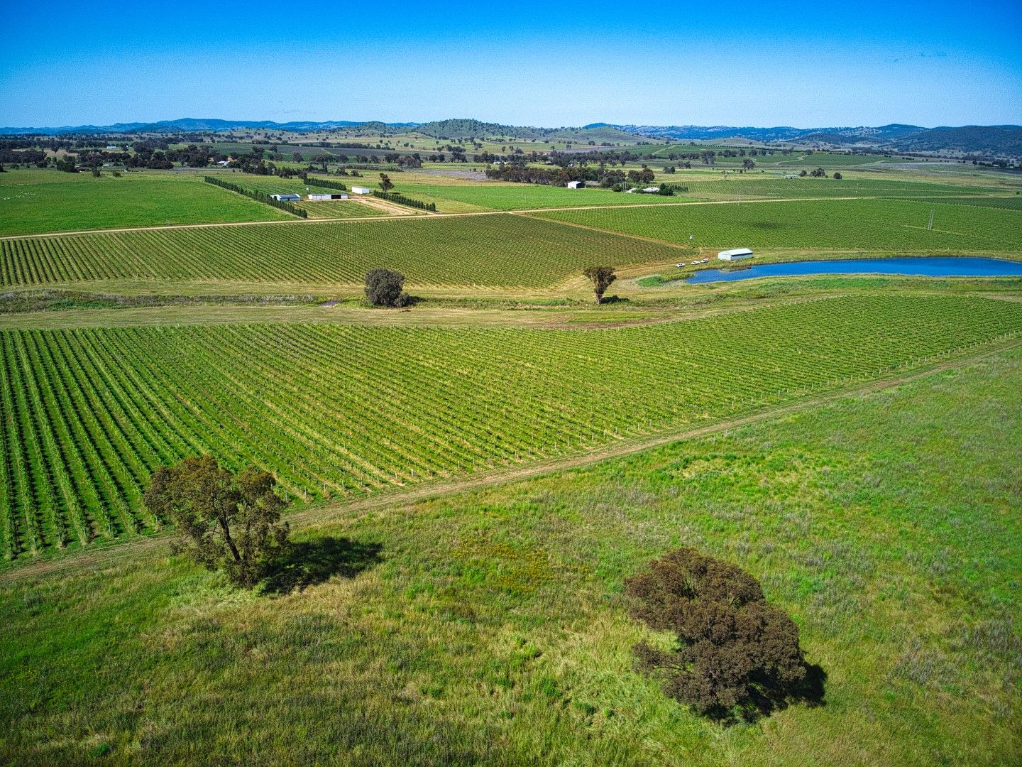 Shiraz Drive, Gulgong NSW 2852 Viticulture Property for Sale