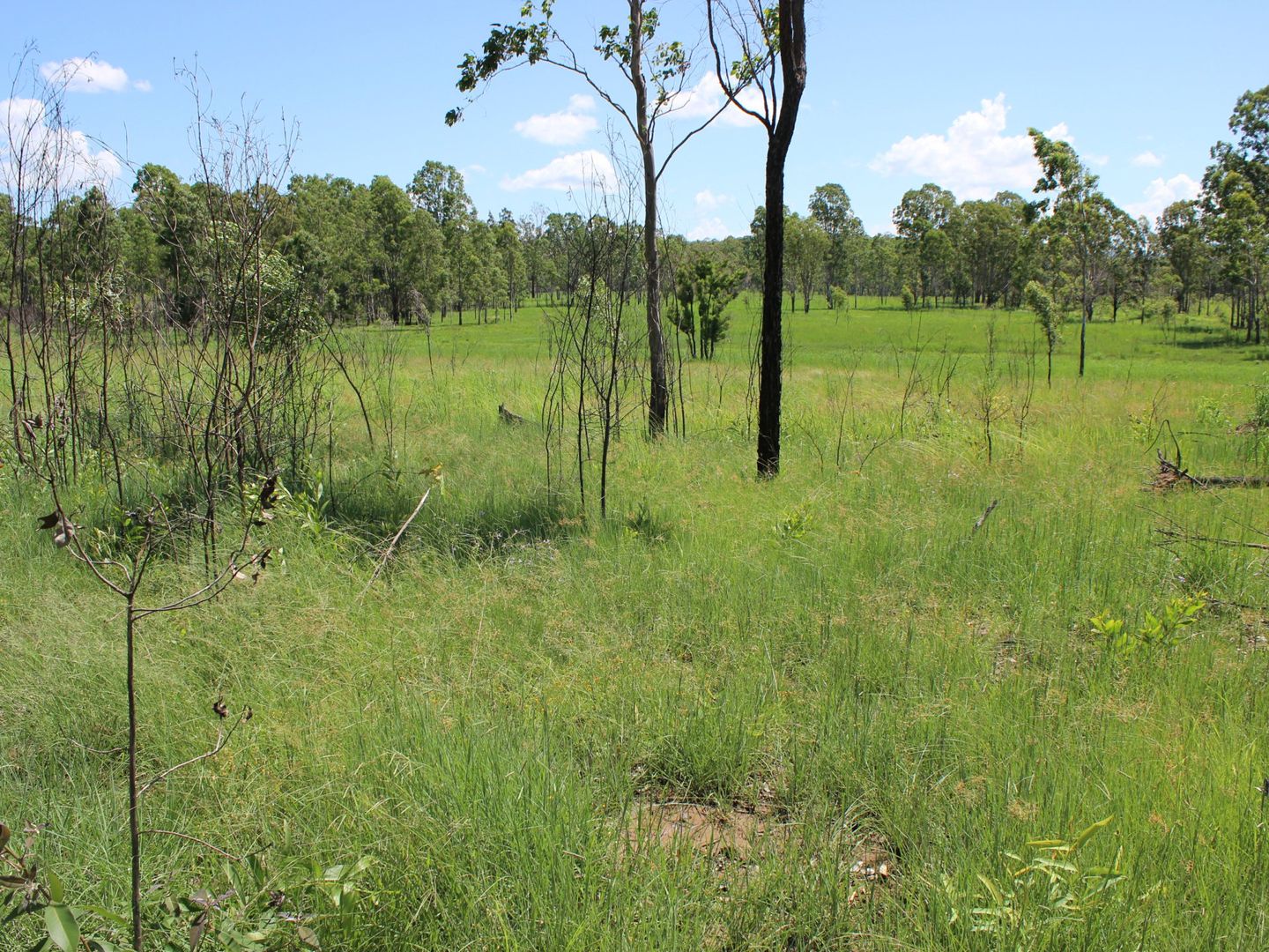 Lot 43 Brewers Road, Kippenduff NSW 2469, Image 2