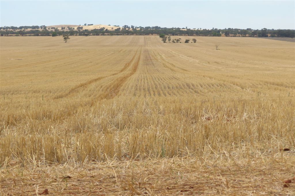 . "MEDINA", TULLIBIGEAL, West Wyalong NSW 2671, Image 1