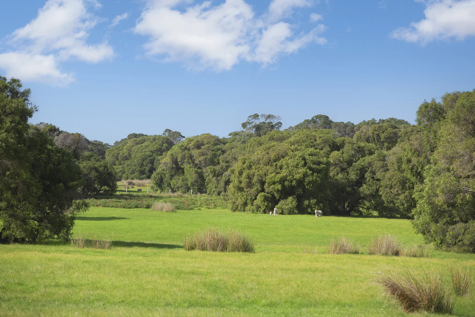 Additional image 5 of Lot 43 Blackwood Grove, Kudardup WA 6290