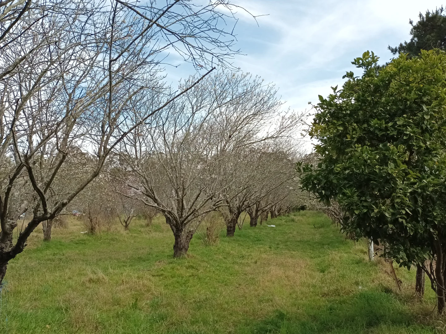 Additional image 7 of Gilead NSW 2560