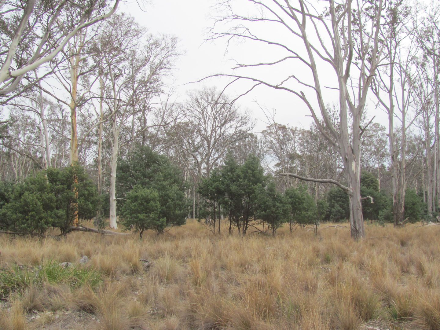 "Trap Hut" Meadsfield Road, Bothwell TAS 7030, Image 2