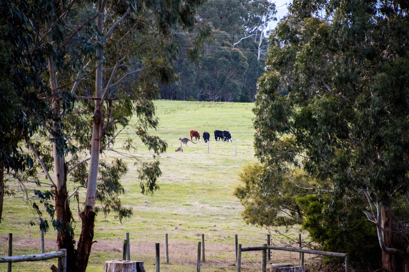 Additional image 44 of 300 Old Callignee Road, Callignee VIC 3844