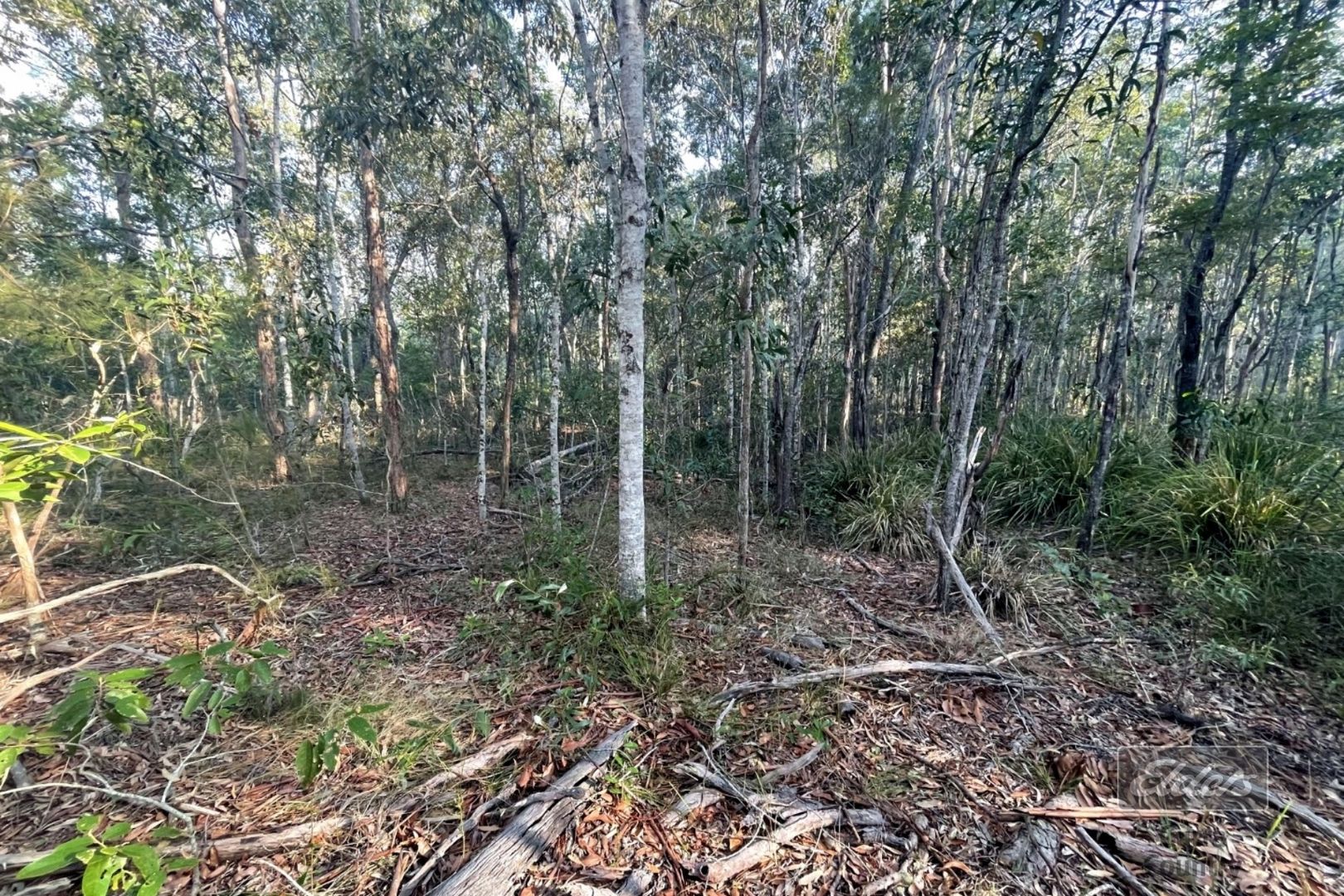 Lot 169 Forestry Road, Bauple QLD 4650, Image 2