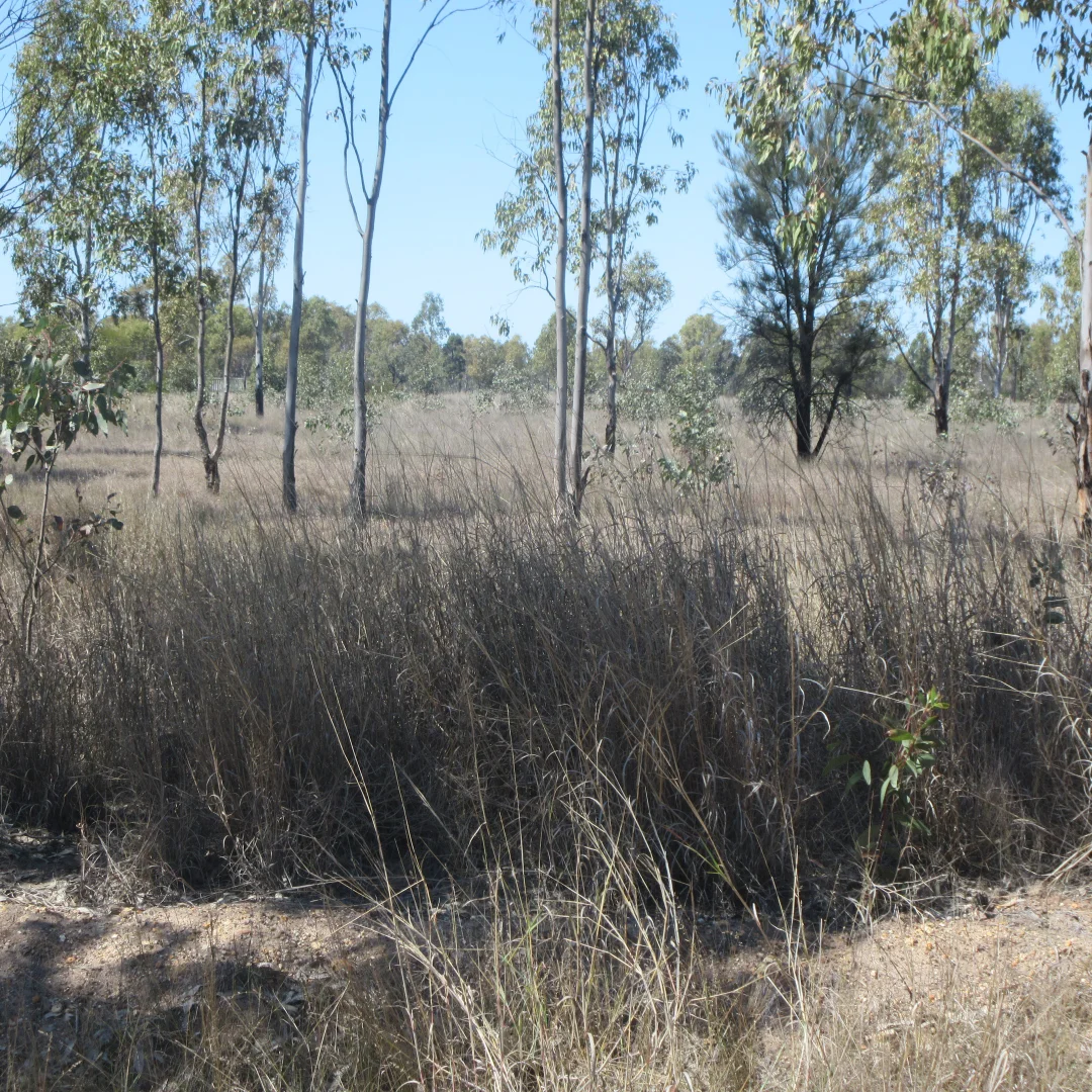 Additional image 6 of Lot/115 Kofoeds Road, Tara QLD 4421