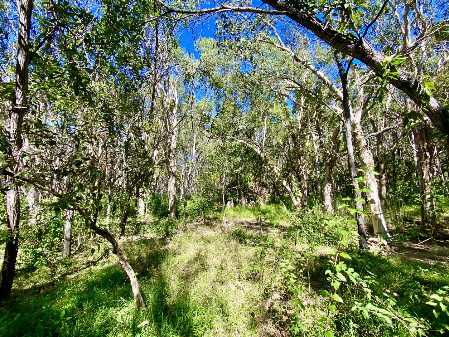 Dillon Road, Captain Creek QLD 4677, Image 2