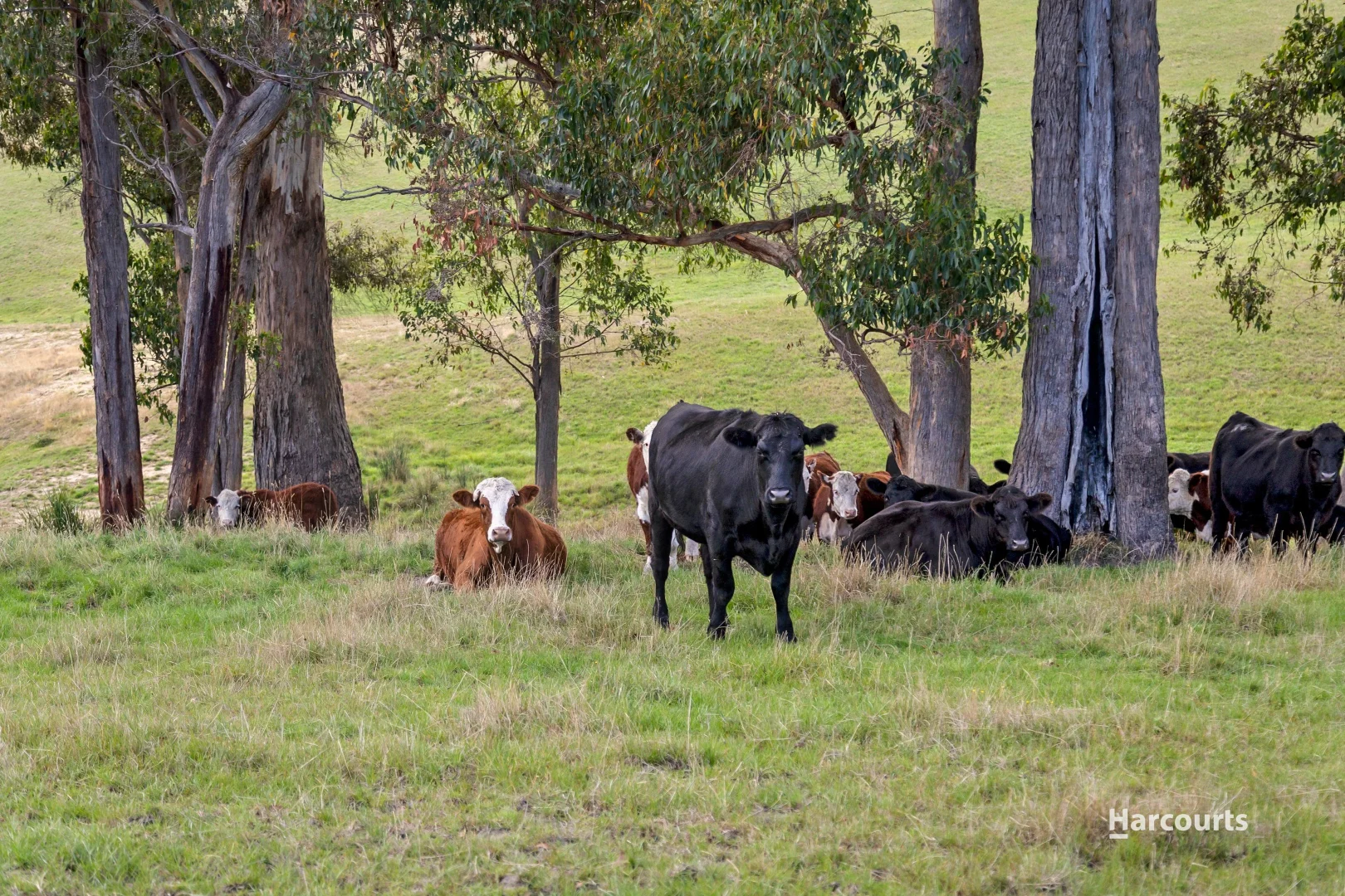Additional image 12 of 48 Quarry Road, Glen Huon TAS 7109