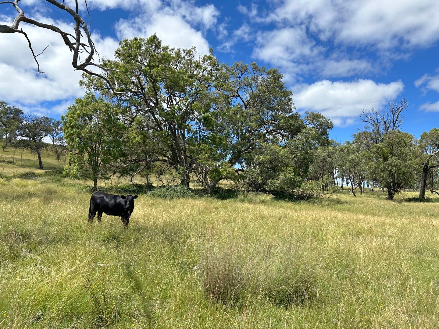 13081 Guyra Road, Inverell NSW 2360, Image 0