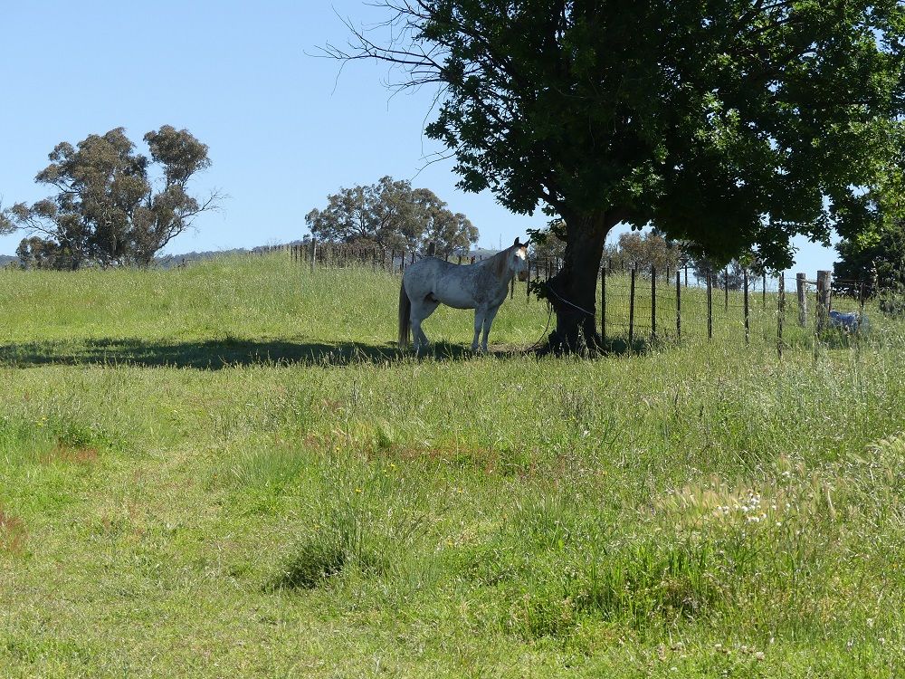 4873 Oxley Highway, Bendemeer NSW 2355, Image 2