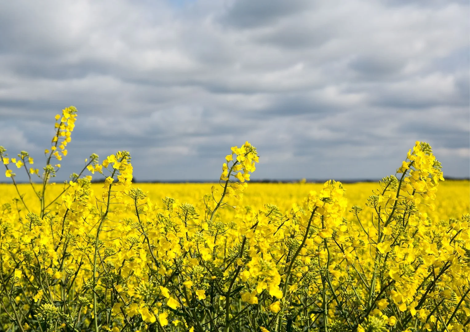 Image 17