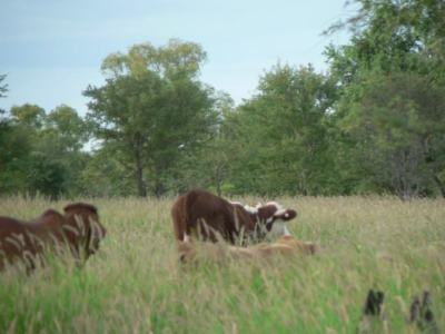 Lot 4 Frames Lane, Blackall QLD 4472