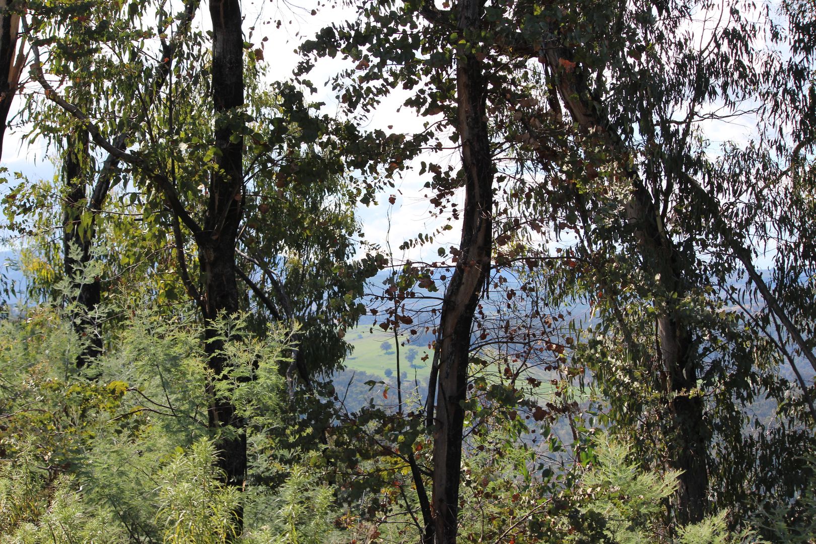 Lot 1-3 Tumbarumba Creek Road, Tooma NSW 2642, Image 2