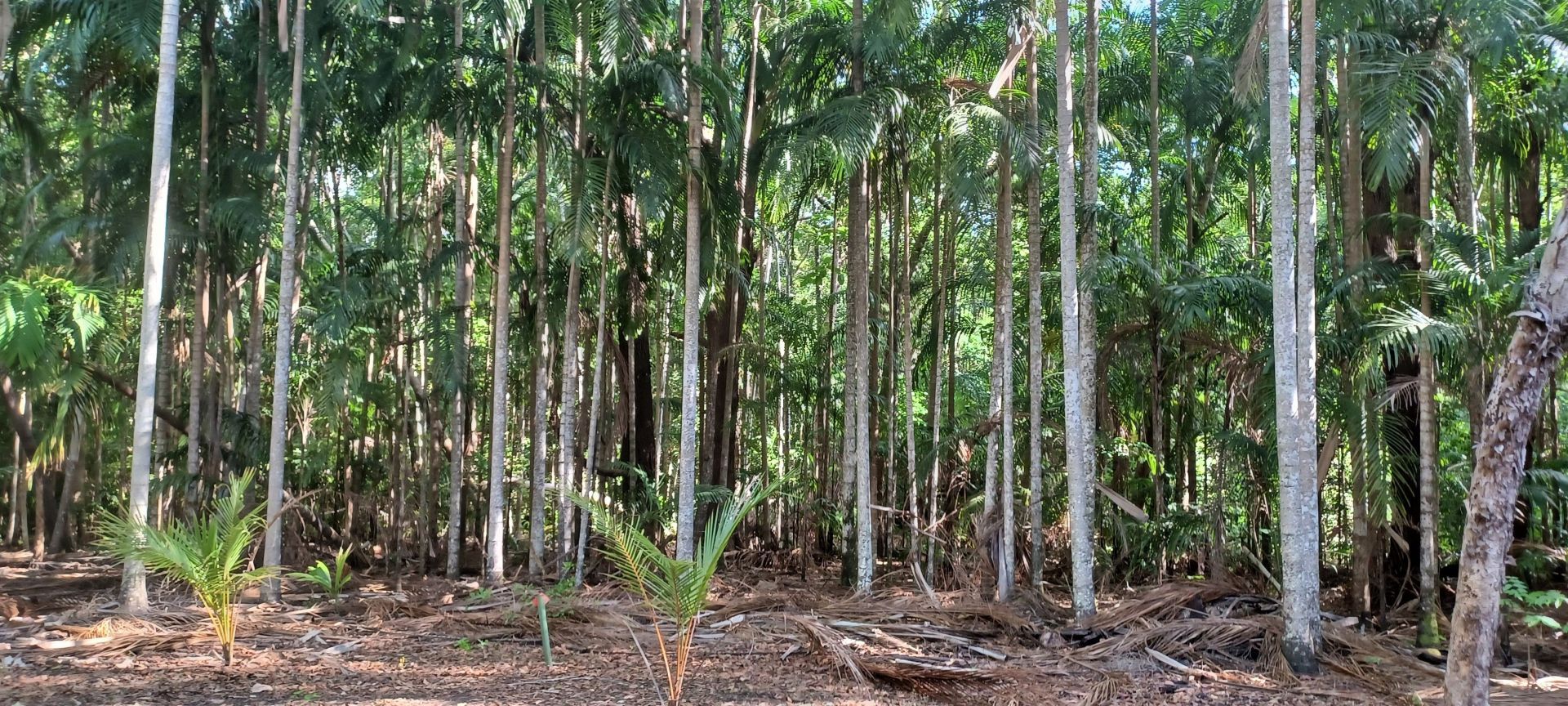 730 Miles Rd, Eva Valley NT 0822, Image 2