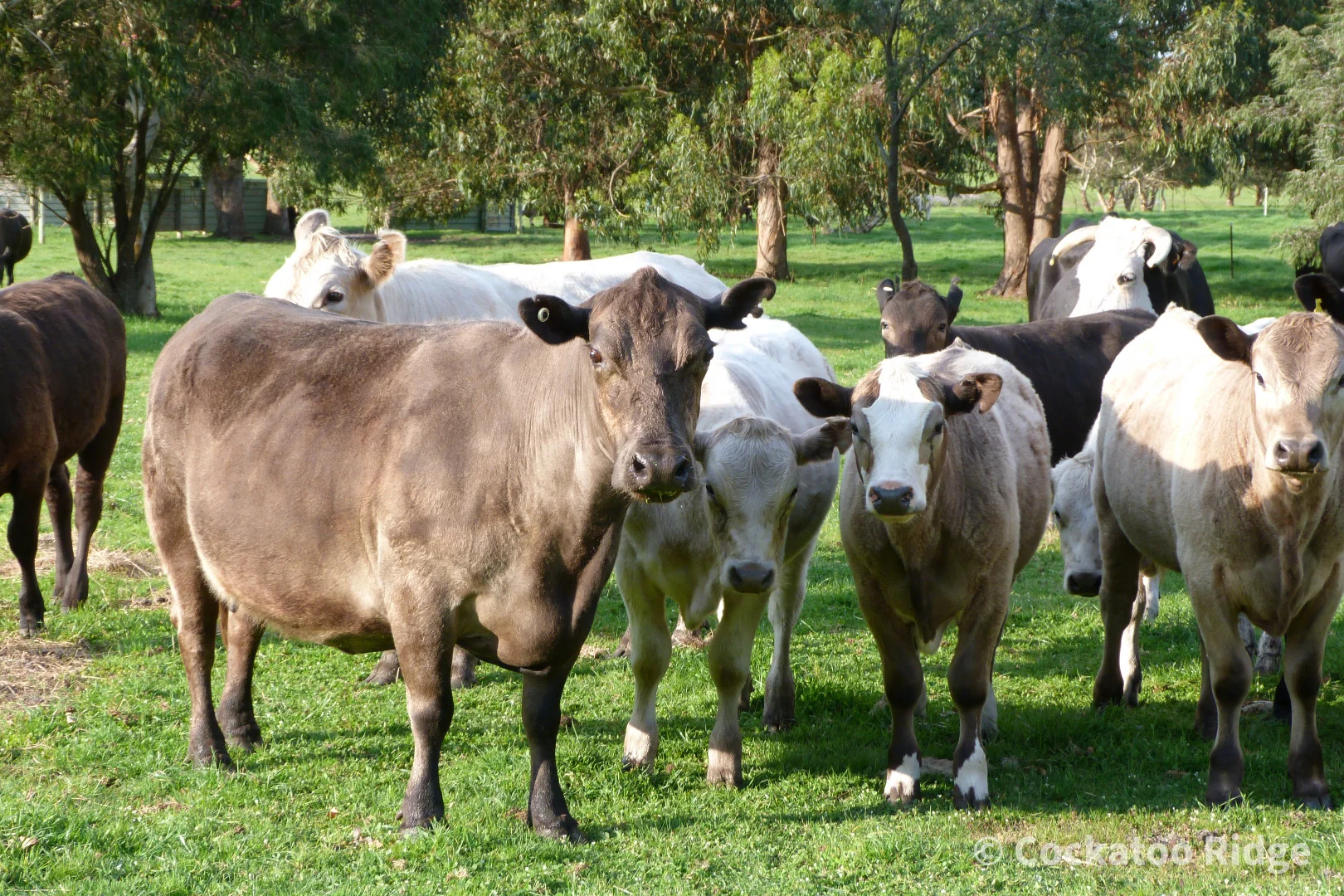 Additional image 10 of 96 Rudgyard Place, Hay WA 6333