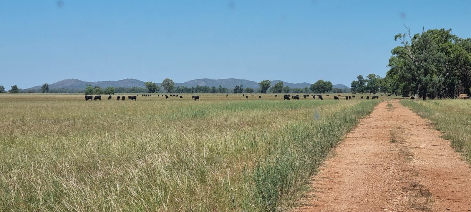 6771 Henry Parkes Way, Ootha NSW 2875 - Specialist Farm for Sale ...