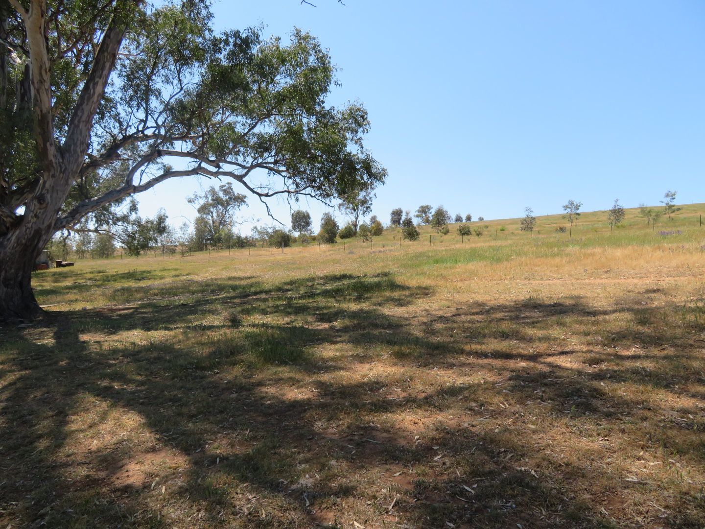 Lot 22 Neil McInerney Street, Gundagai NSW 2722, Image 1