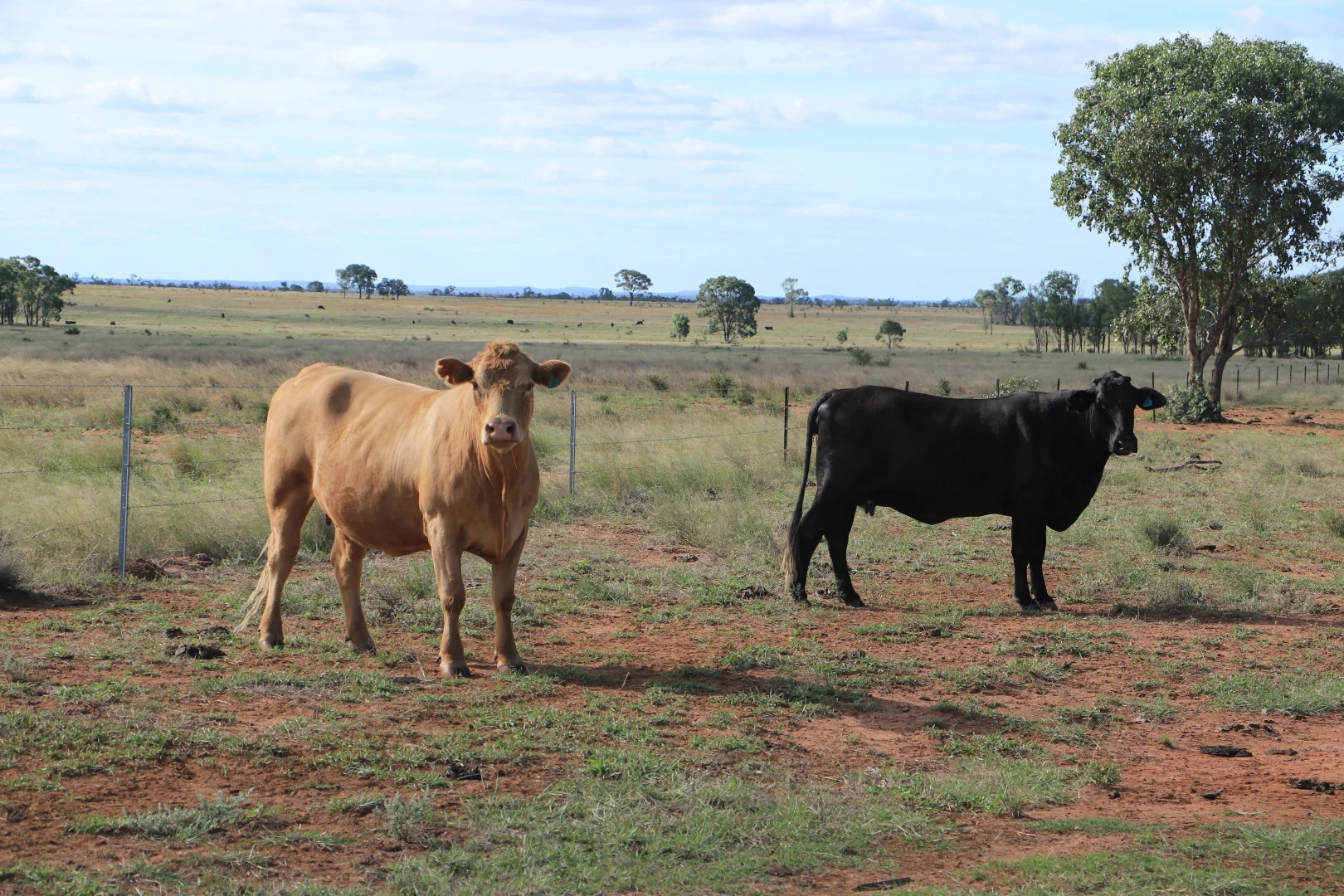 Additional image 7 of 952 Yuleba Surat Road, Yuleba QLD 4427