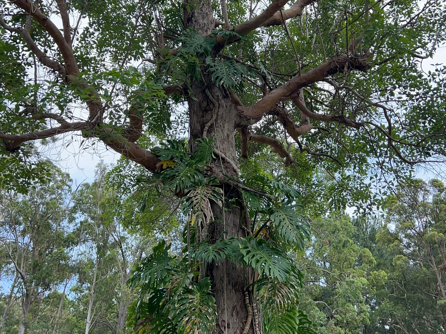 Additional image 4 of 72 Peterson Road, Woodford QLD 4514