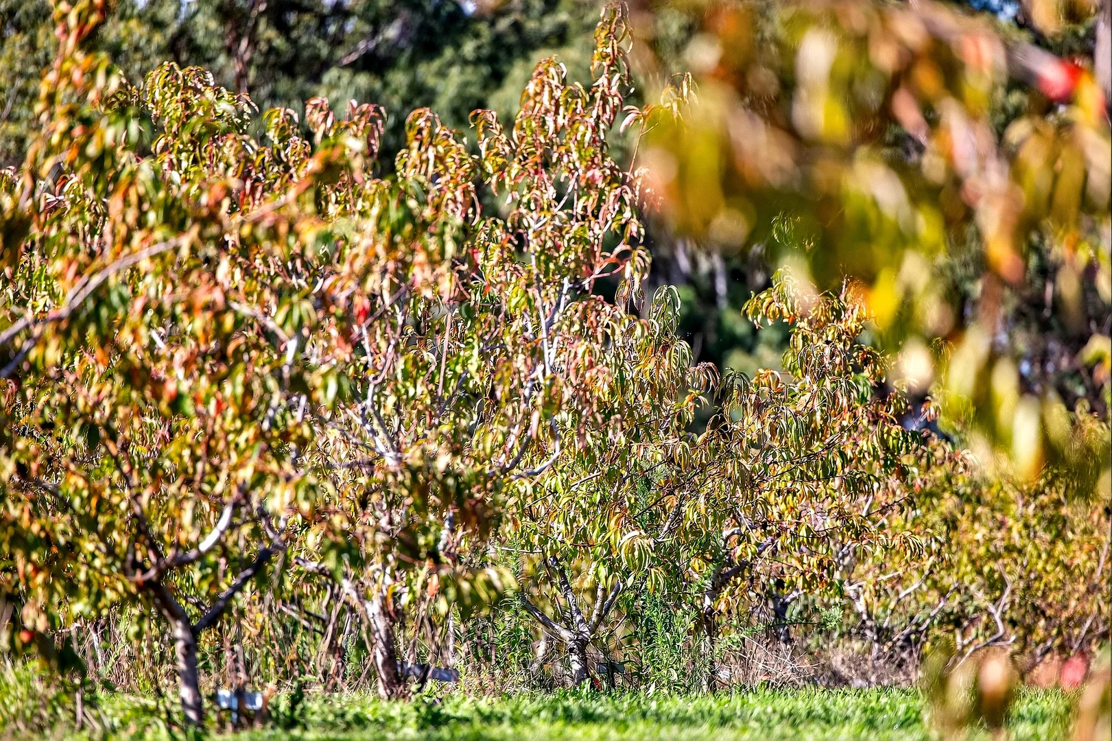 Additional image 24 of 185 McNamaras Road, Sarsfield VIC 3875