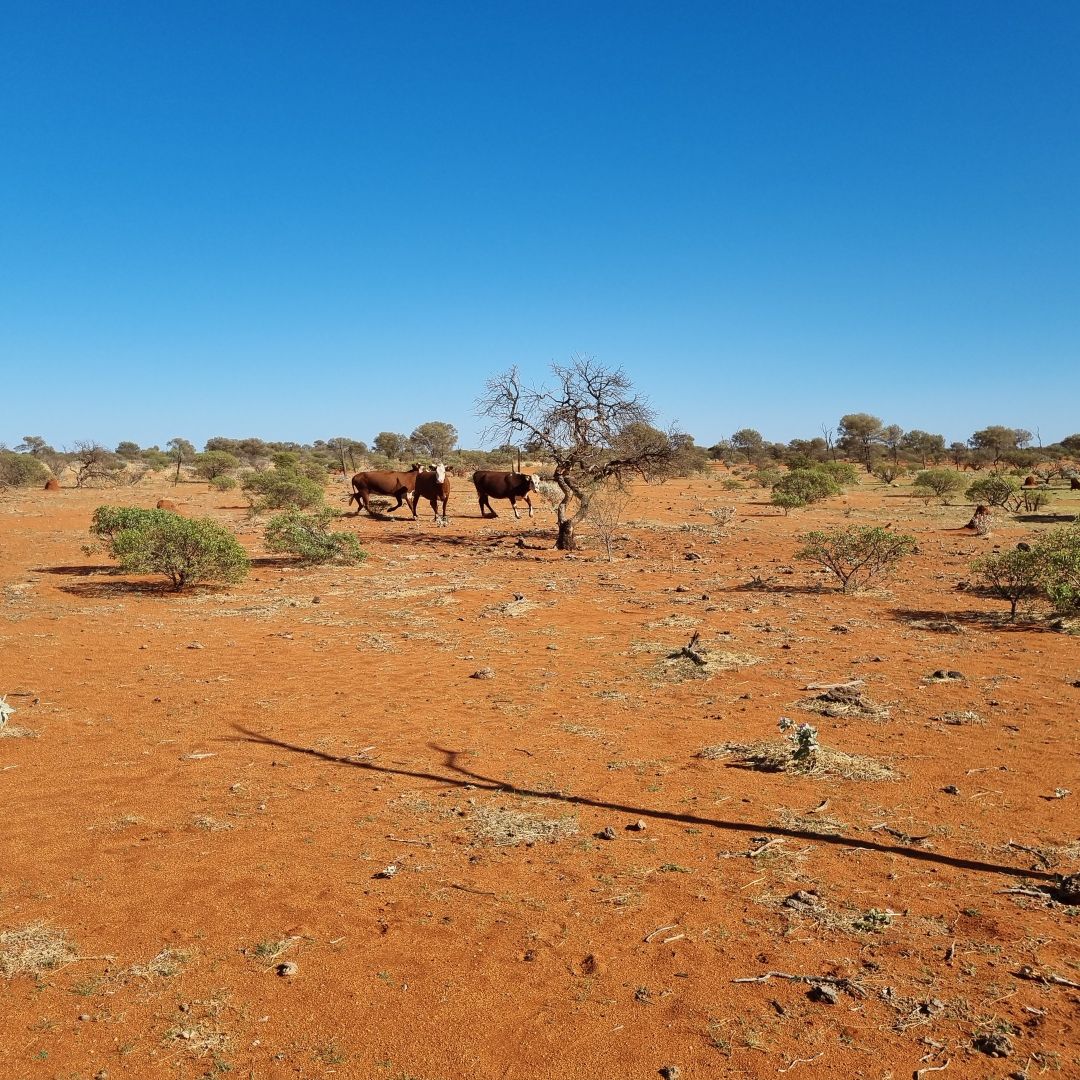 Koonmarra Station, Meekatharra WA 6642, Image 2