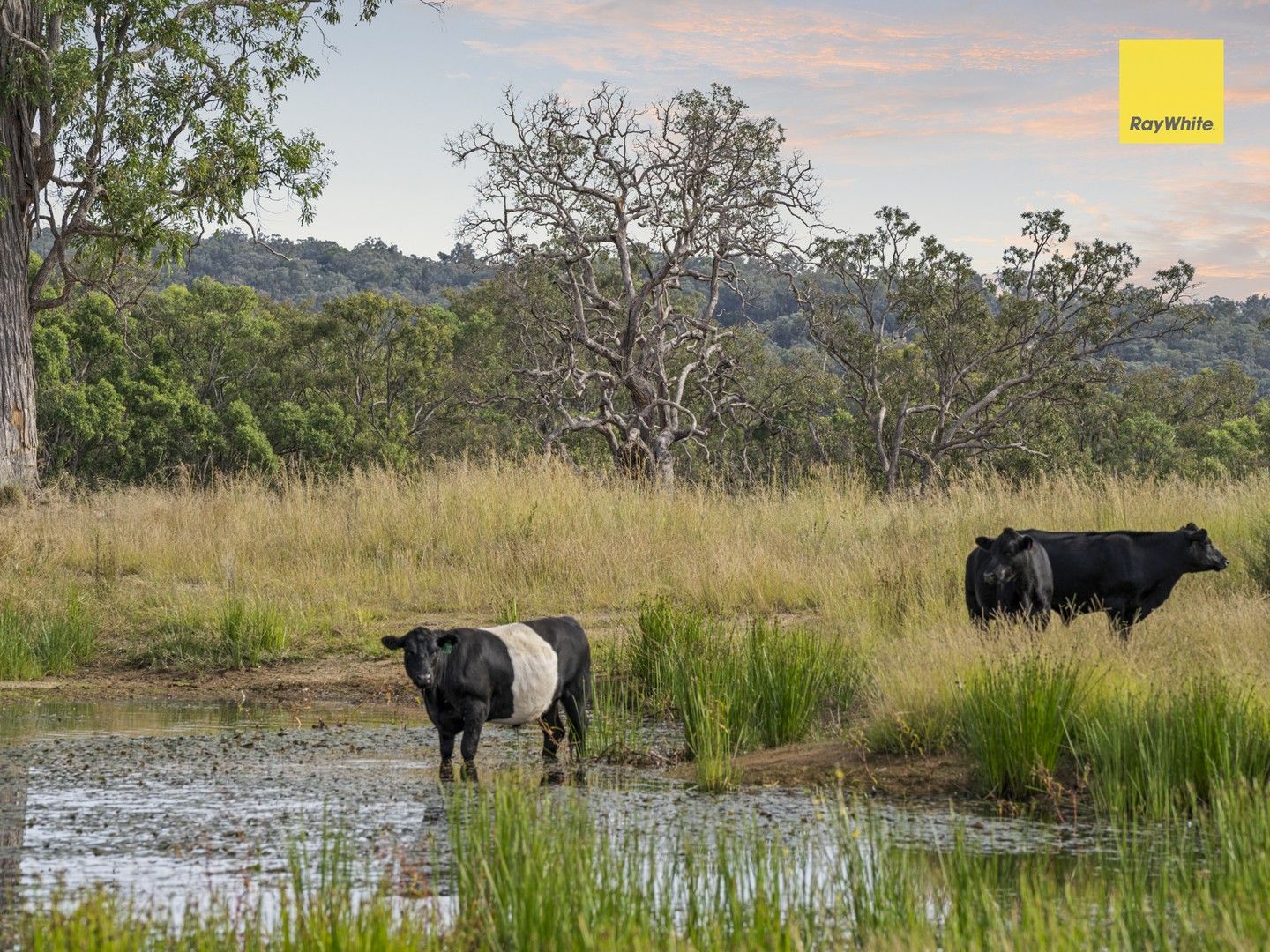 559 Rifle Range Road, Inverell NSW 2360, Image 0