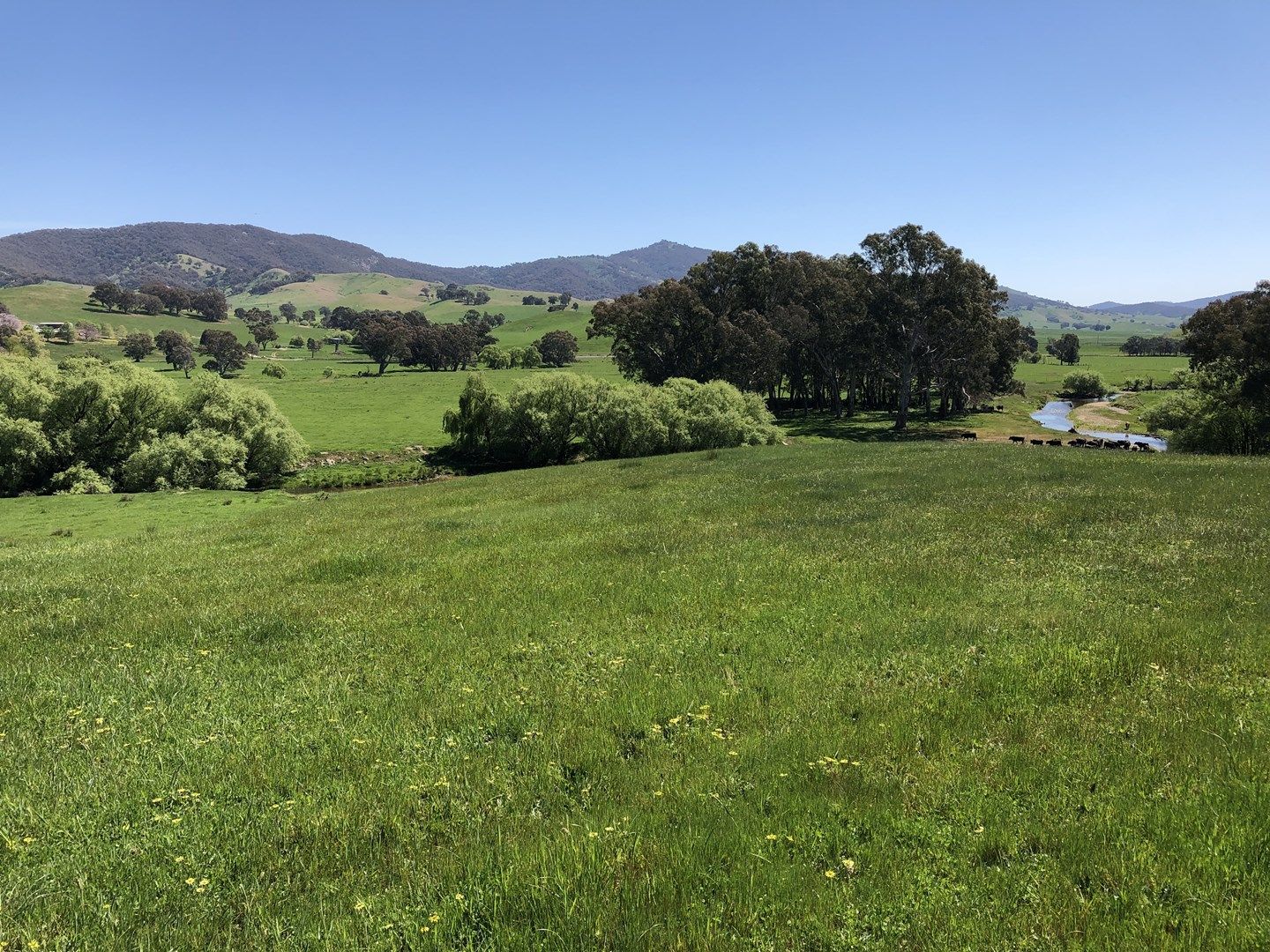 'Colynda Vale'/691 Tallangatta Creek Rd, Tallangatta Valley VIC 3701, Image 0