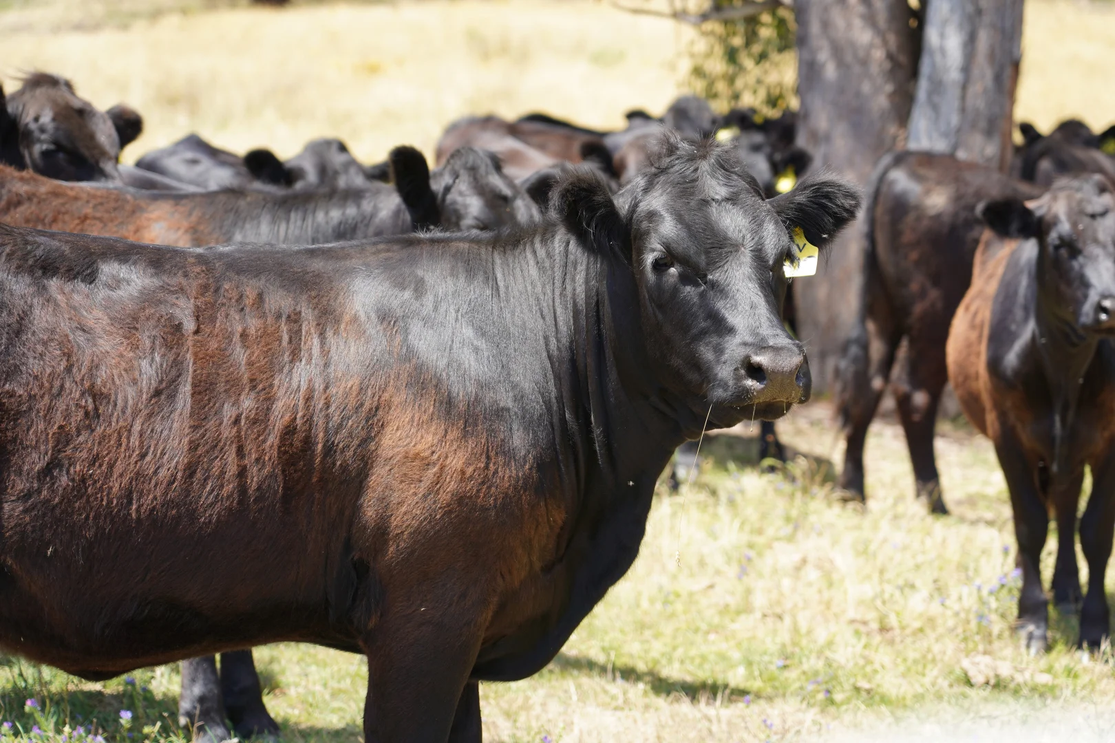 Additional image 9 of 410 Honeysuckle Falls Road, Tarana NSW 2787