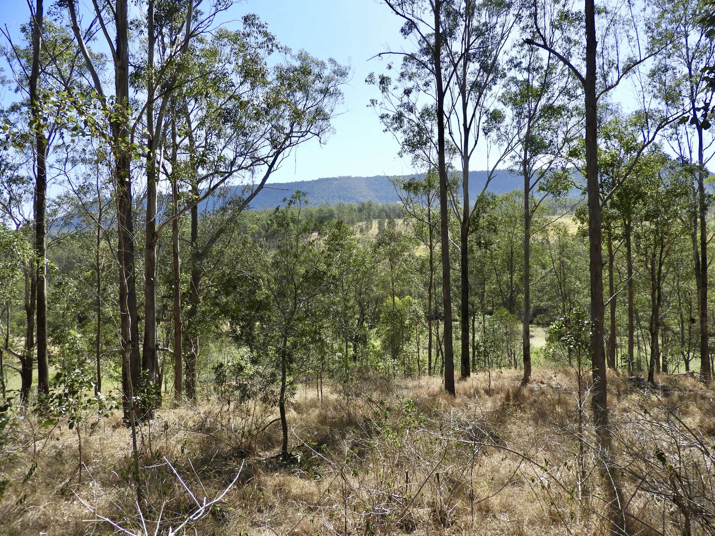 Old Bonalbo NSW 2469 vacant land for Sale, 165,000 2016662301 Domain