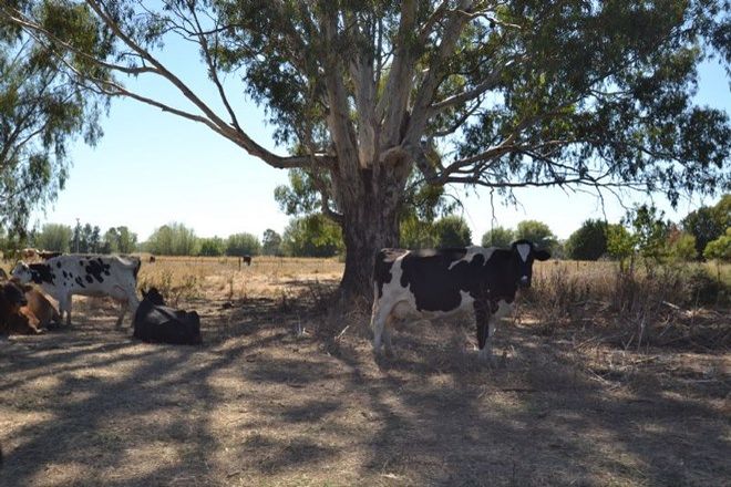 Picture of 242 MOYHU MEADOW CREEK ROAD, MEADOW CREEK VIC 3678