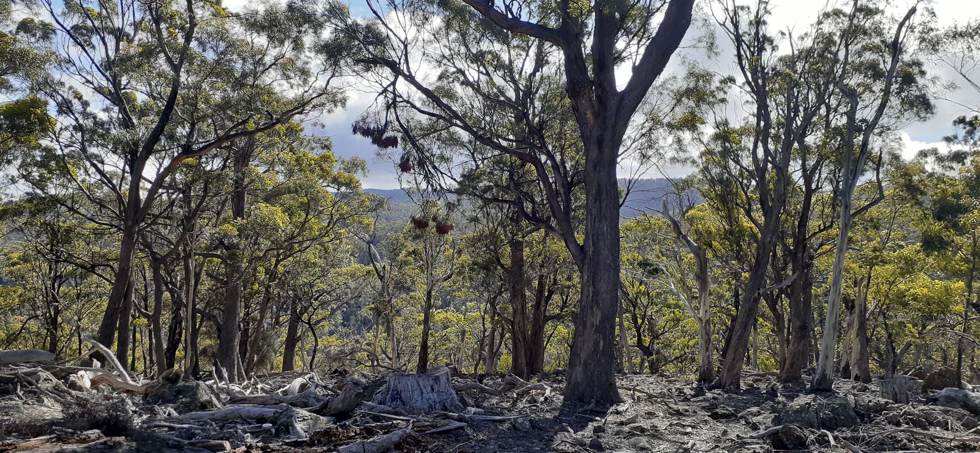 700-900 Binghams Road, Nunamara TAS 7259, Image 1