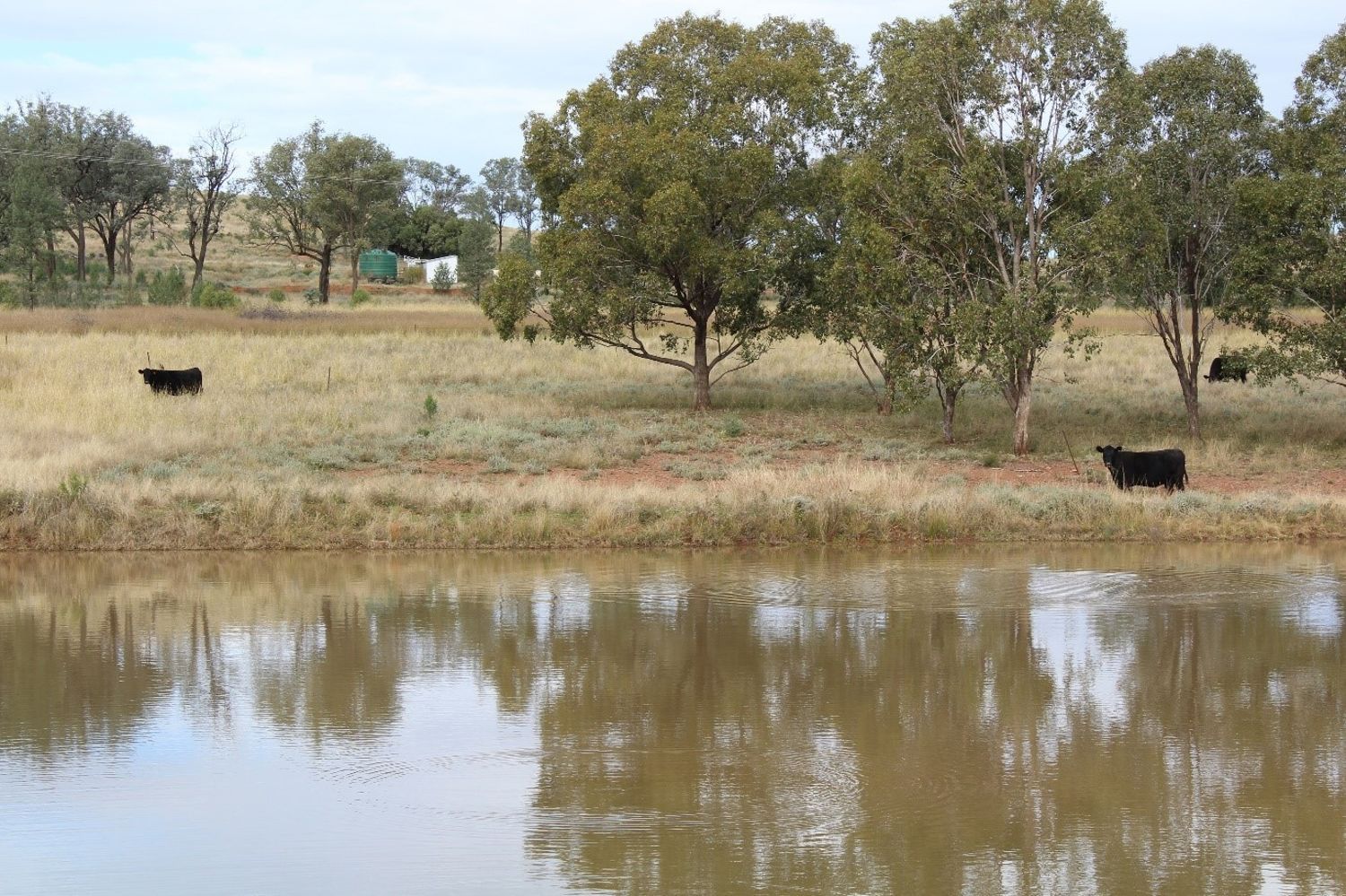 "Geebung" Gwydir Highway, Gravesend NSW 2401, Image 2