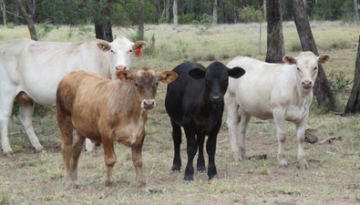 Picture of 5528 ACRES BREEDING & BACKGROUNDING, MOONIE QLD 4406