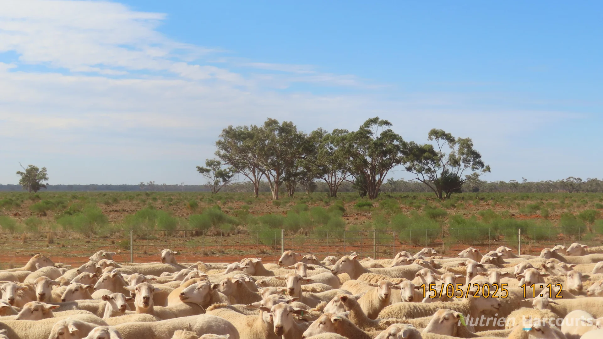 Additional image 22 of * CABLE DOWNS, Cobar NSW 2835