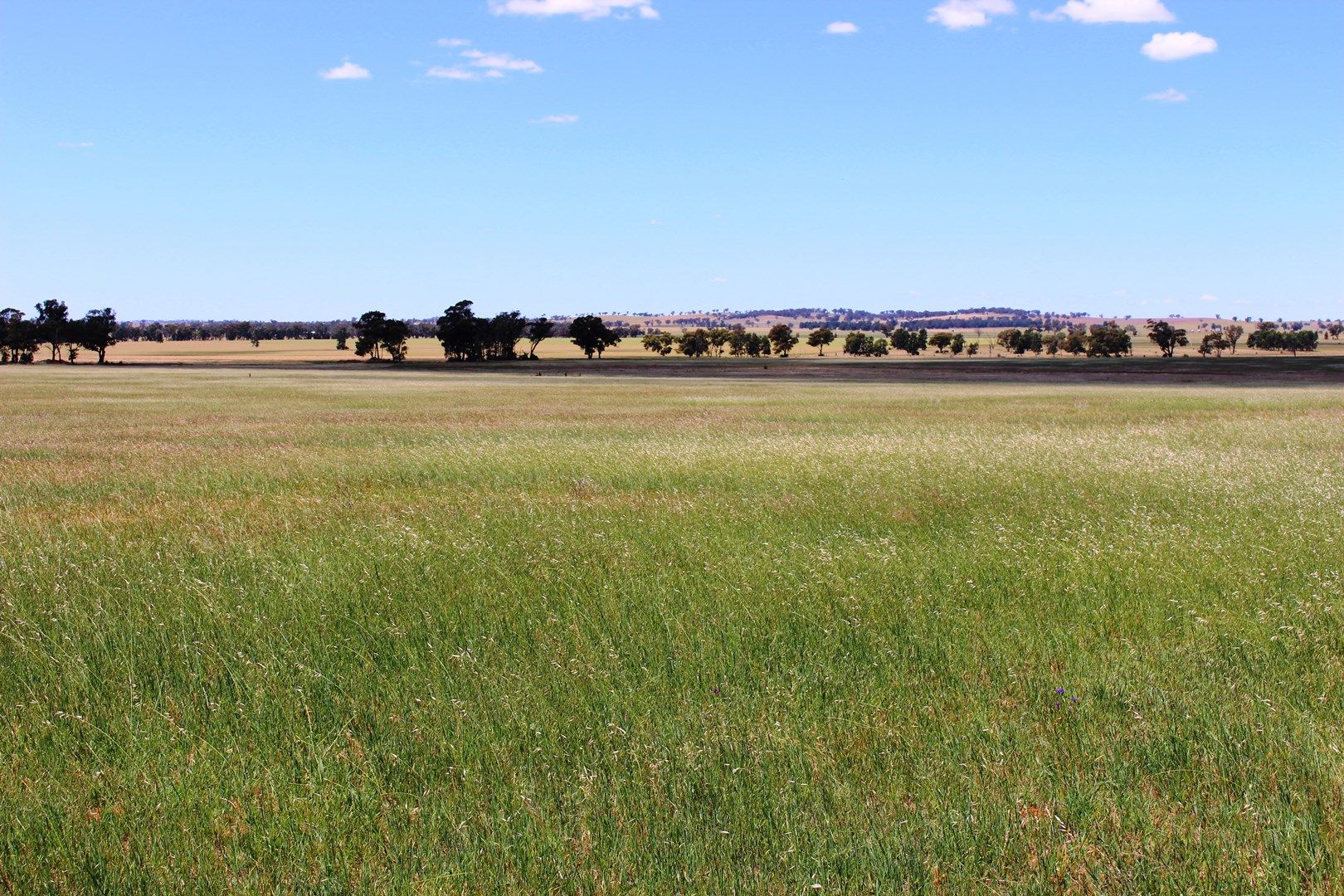 Campbells Ln, Coolamon NSW 2701, Image 0