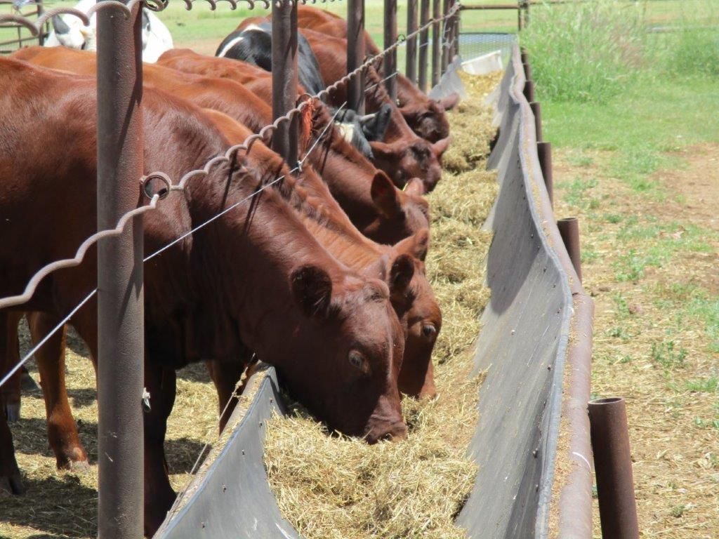 1168 ACRES WITH FEEDLOT, Jandowae QLD 4410 House for Sale 2,750,000