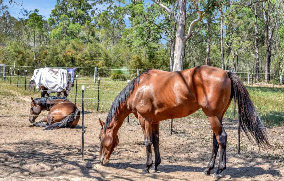 Additional image 13 of 113a Quorrobolong Road, Cessnock NSW 2325