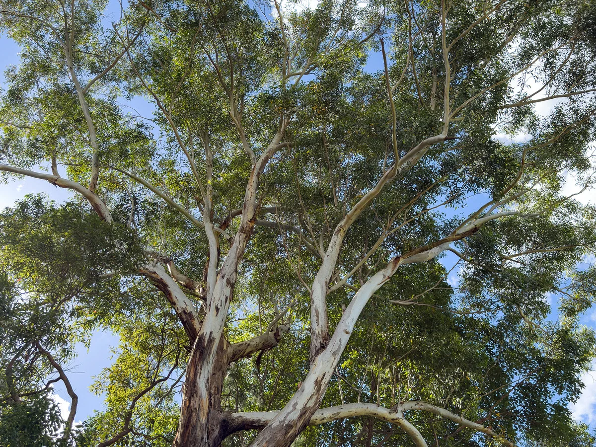 Yandina QLD 4561 photo 3