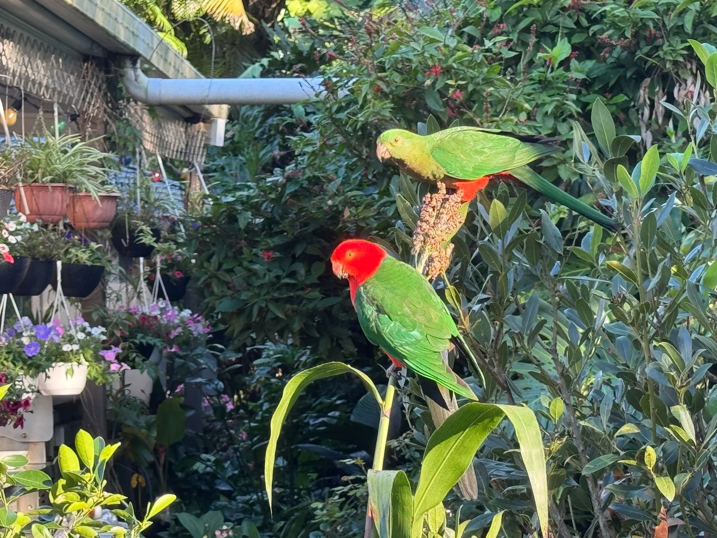 Additional image 21 of 262 Kangaroo Gully Rd, Bellbowrie QLD 4070