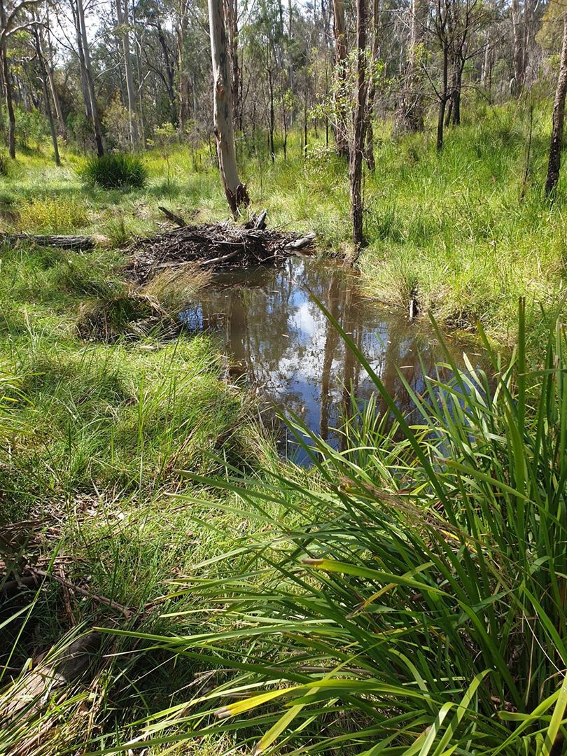 GFR FOREST/. Lands End Road via Glen Innes, Red Range NSW 2370, Image 2