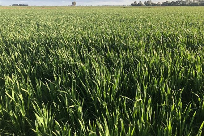 Picture of 0 Mayrung Rd Fodder & Crops Galore, DENILIQUIN NSW 2710