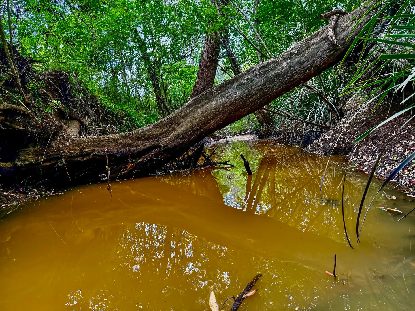 Additional image 6 of Lot 12 & 13 Narone Creek Road, Wollombi NSW 2325