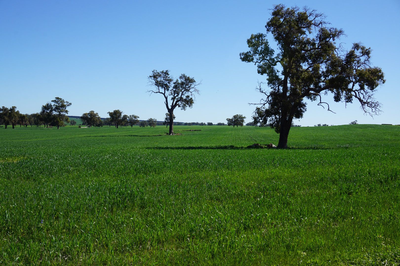 765 & 1009 Coalara Road, Badgingarra WA 6521, Image 2