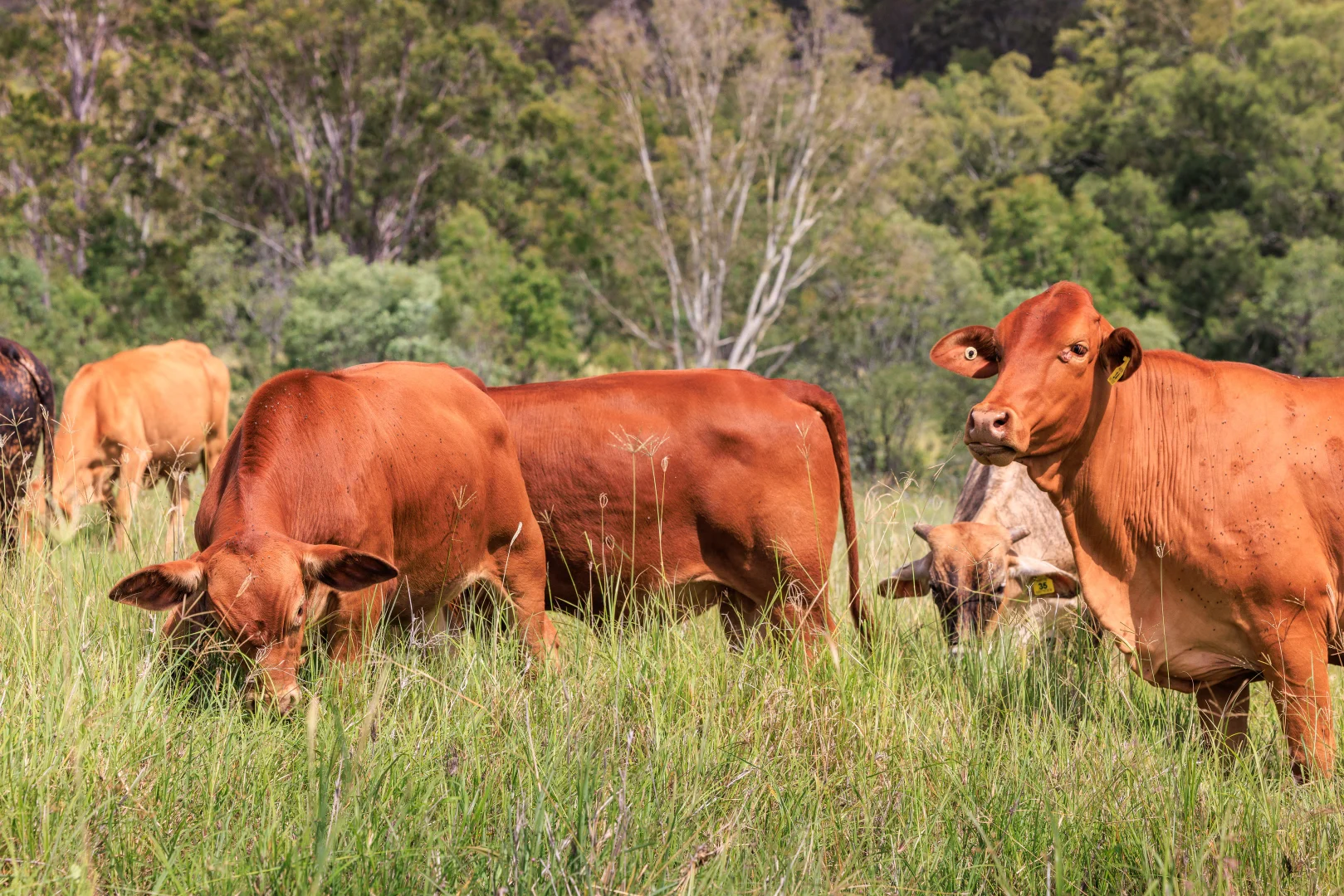 Additional image 13 of Widgee QLD 4570