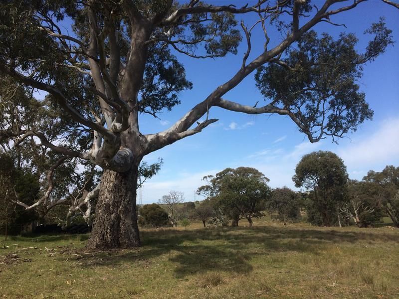 Lot 3 Church Road, Springton SA 5235, Image 1