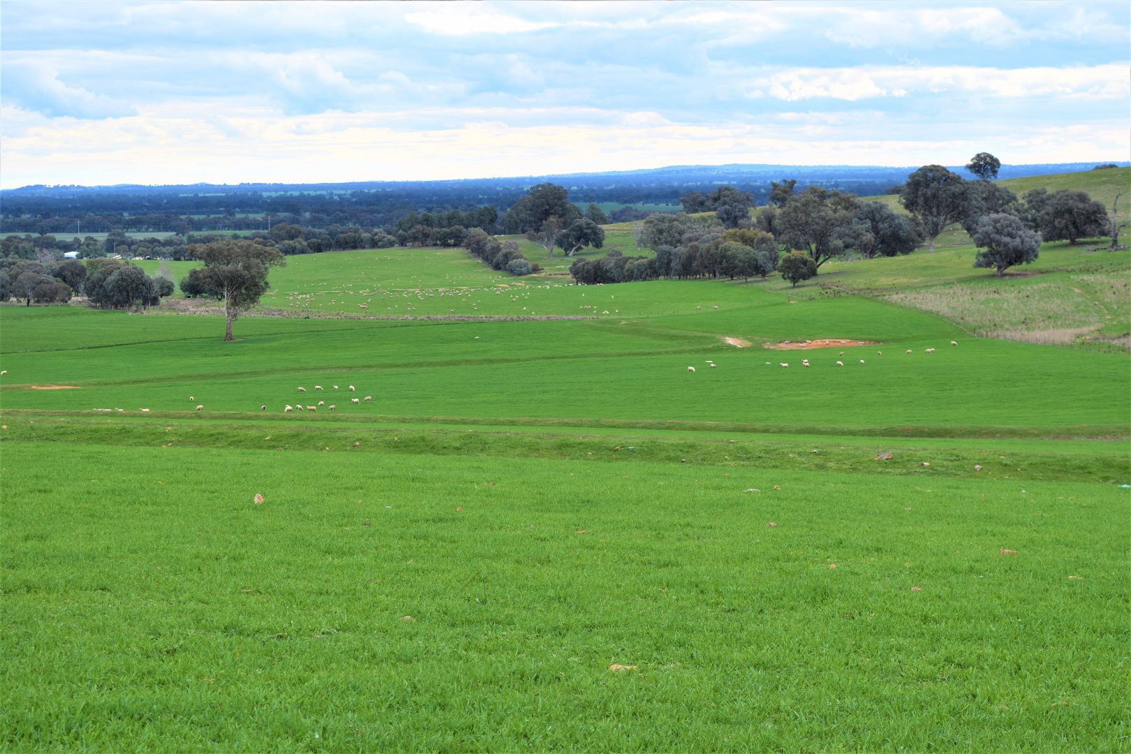 "The Views" Hoffmans Road, Morven NSW 2660, Image 2