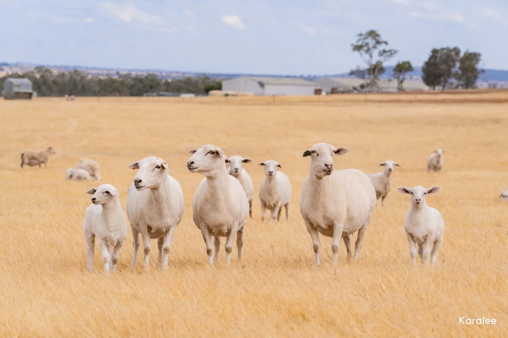 Additional image 26 of Kamarah Road, Narrandera NSW 2700